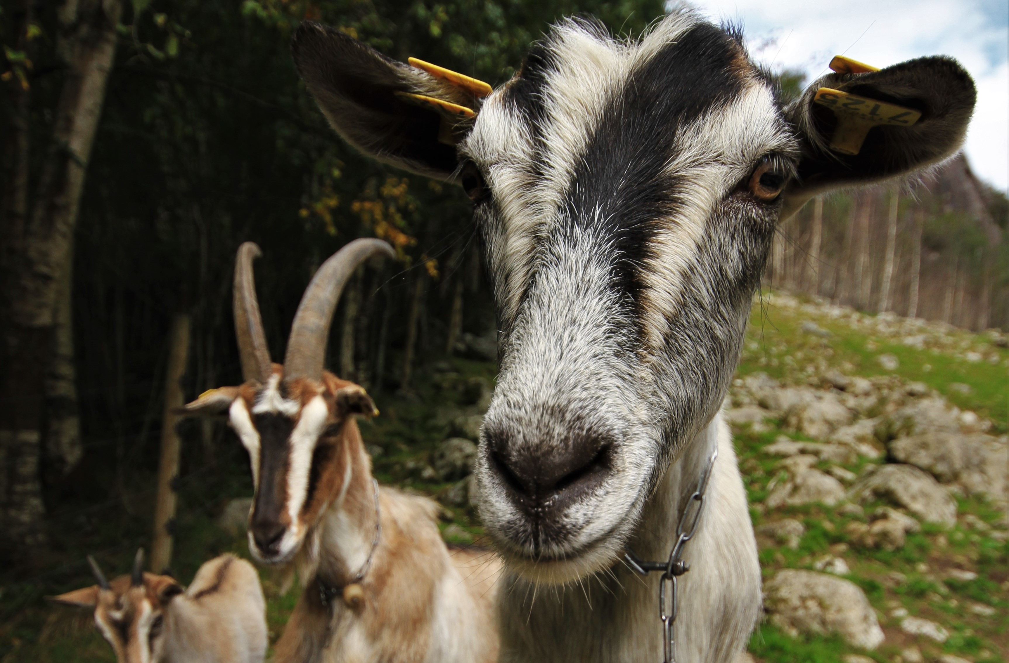 Veen gardscamping (veen-geiter.jpg)