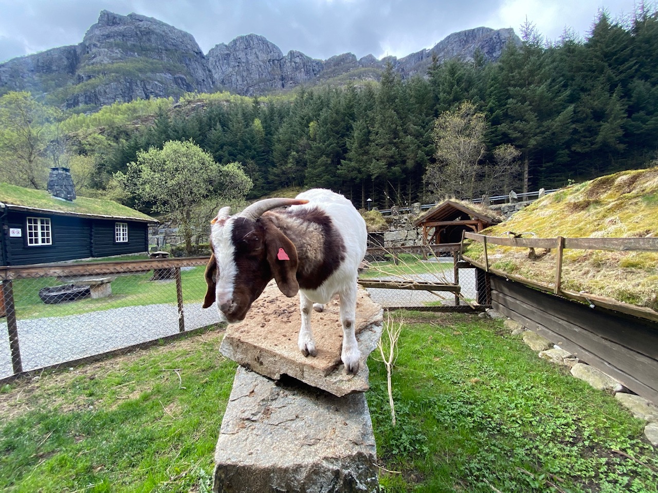 Byrkjedalstunet (byrkjedalstunet-geit.jpg)